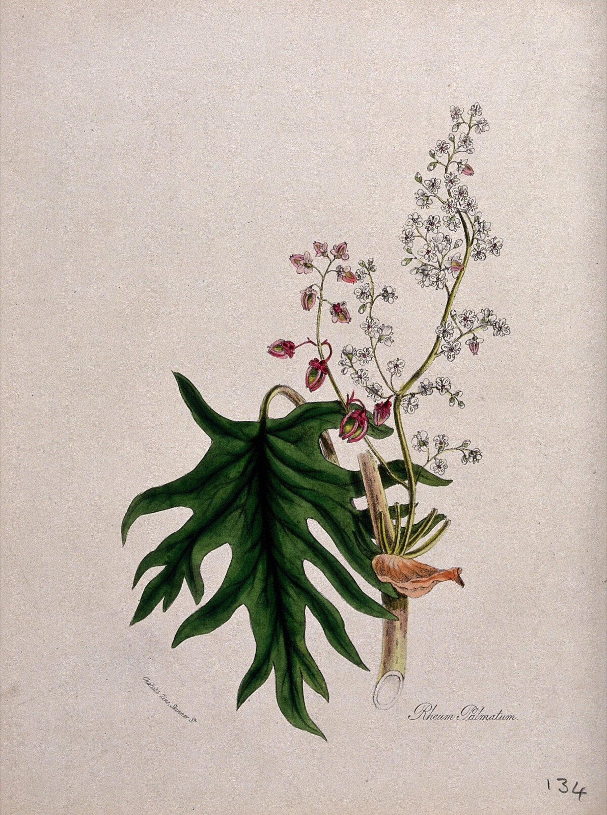 Nineteenth-century botanical plate showing a Chinese rhubarb plant with a large lobed green leaf, flowering stems, fruit, and a cut section of stalk.