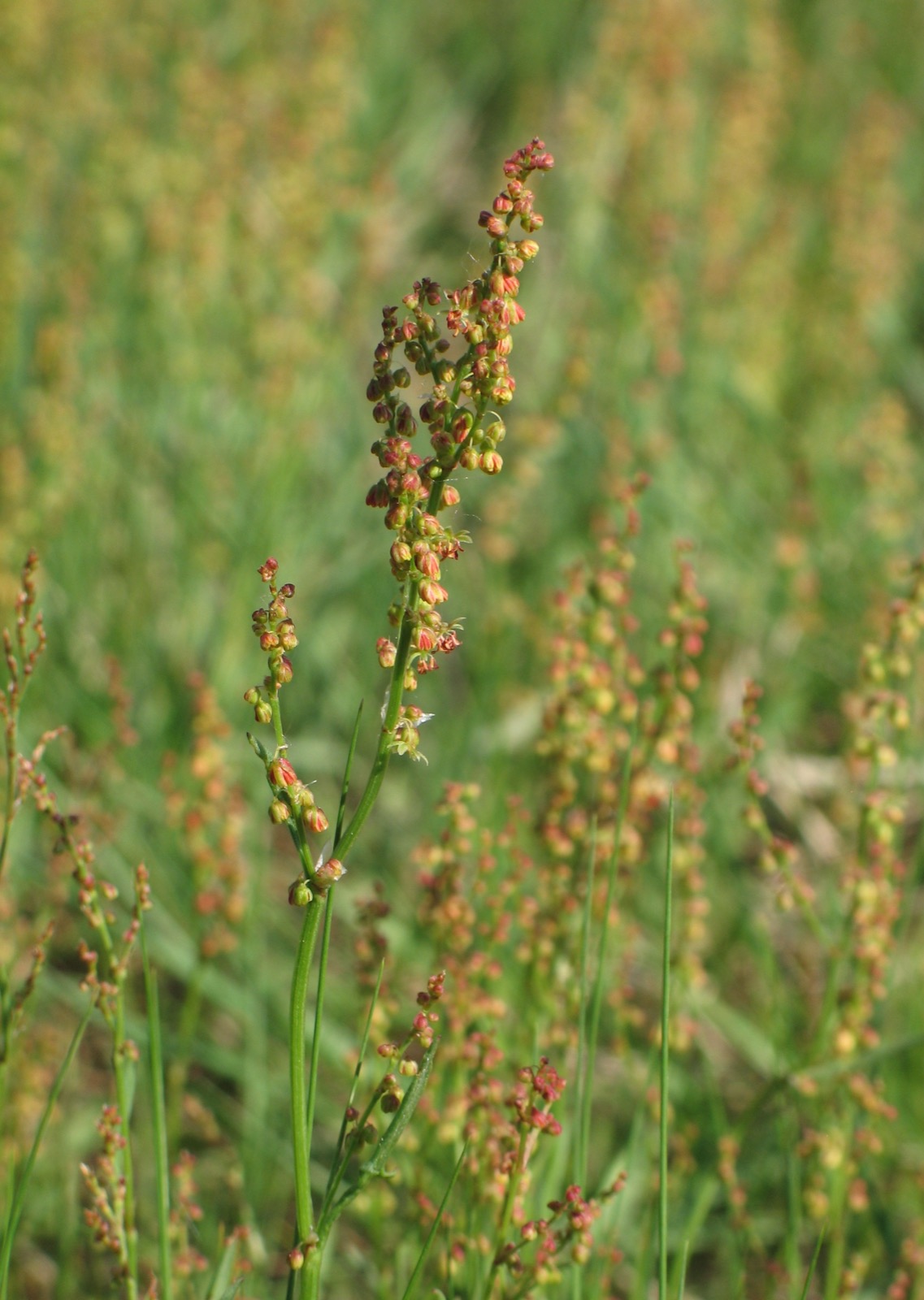 Close photograph of sheep sorrel flower stalks with small red-green blossoms against a softly blurred meadow.