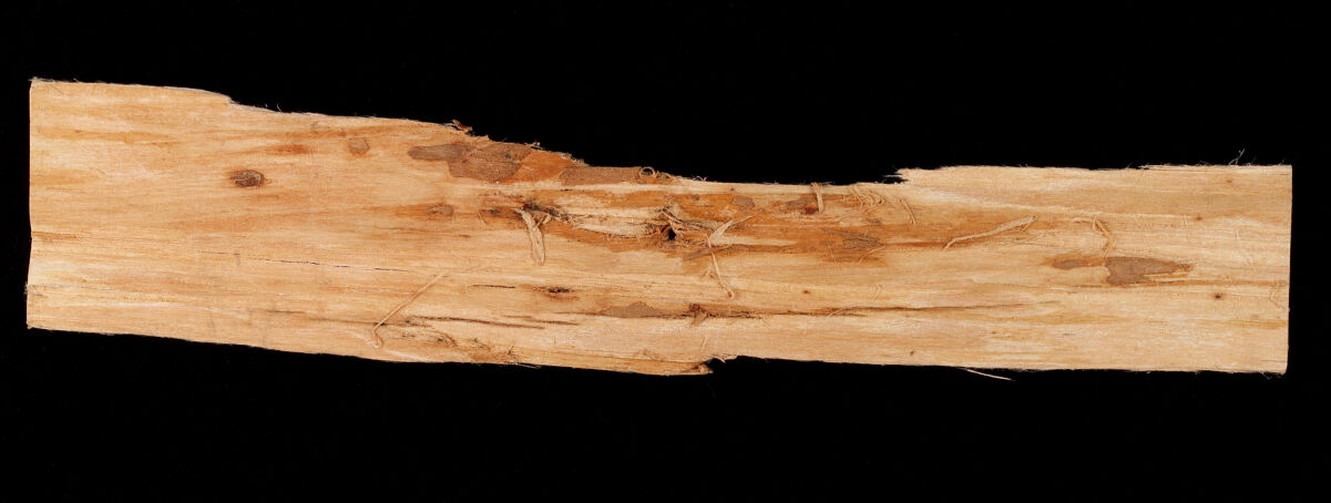 A long strip of pale, fibrous slippery elm bark photographed against a black background.