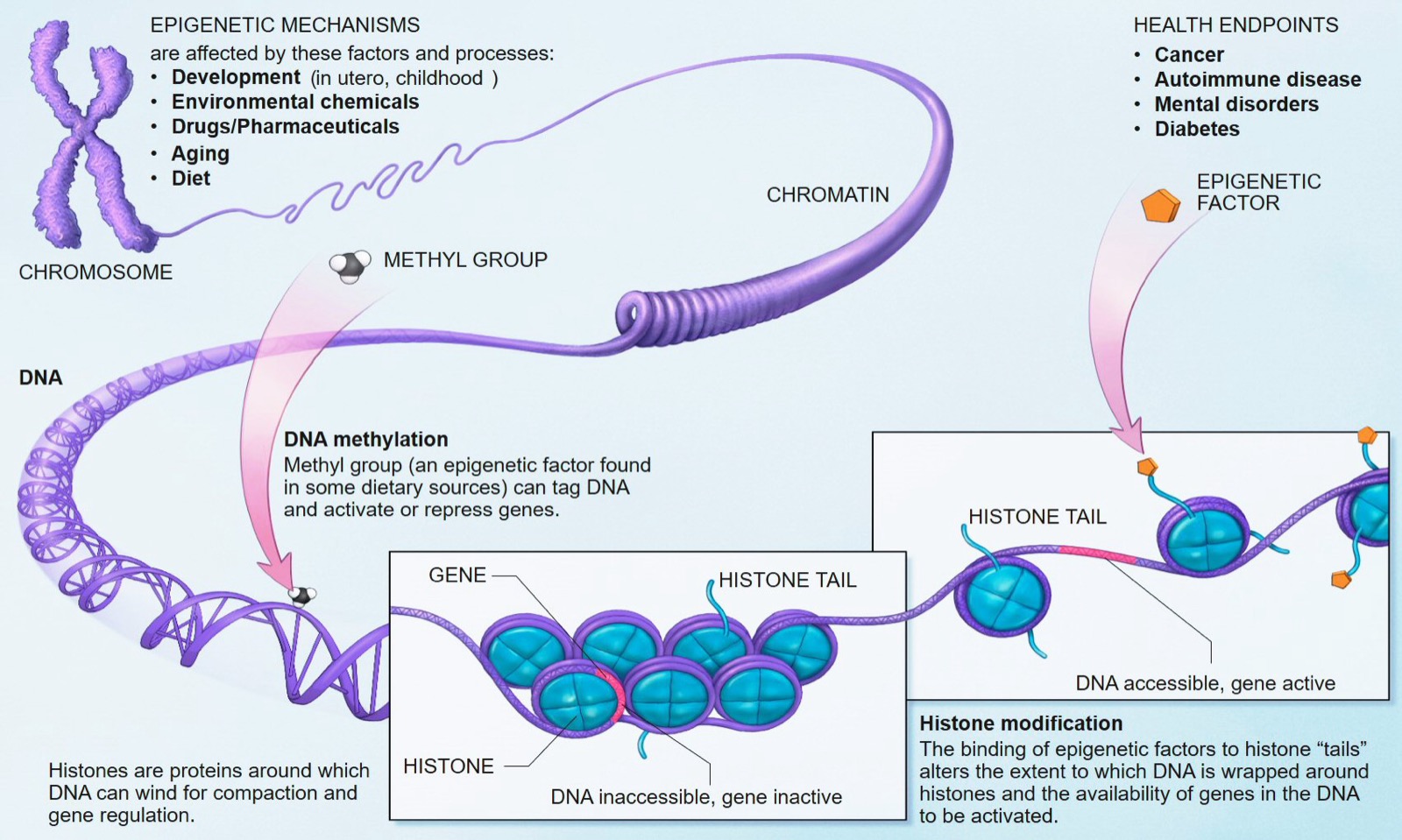 National Institutes of Health diagram showing epigenetic mechanisms including DNA methylation, histone modification, aging, diet, and health endpoints.
