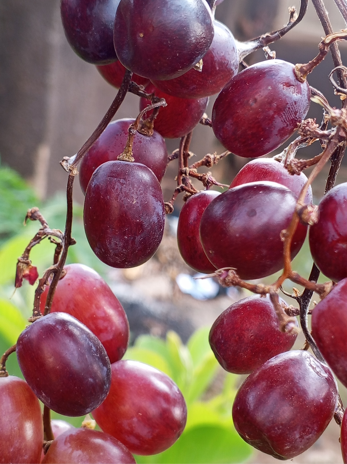 Close-up photograph of a bunch of dark purple grapes on the vine with green leaves.