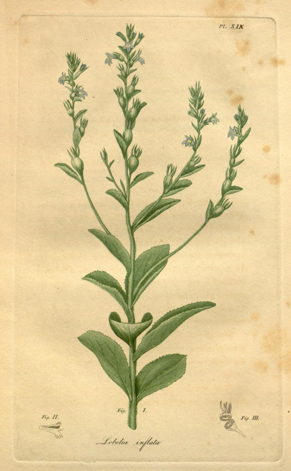 Hand-colored botanical engraving of Lobelia inflata, a low leafy plant with small pale mauve flowers, labeled 'Pl. XIX' and 'Lobelia inflata'
